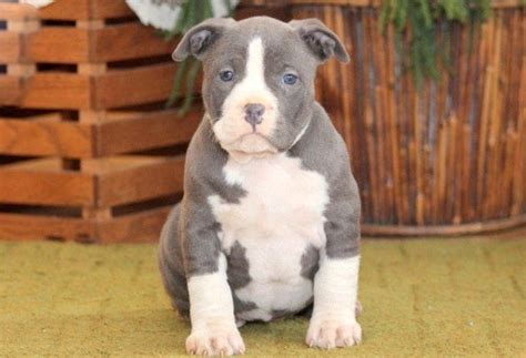 American bully puppy for sale near me. Things To Know About American bully puppy for sale near me. 